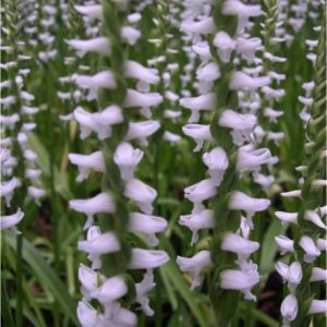 Spiranthes Chadds Ford – Pack of 6