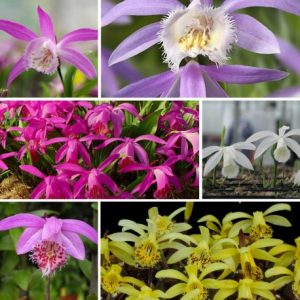 Alpha Assortment - 6 Cypripedium Bletilla Epipactis and Spiranthes Orchids