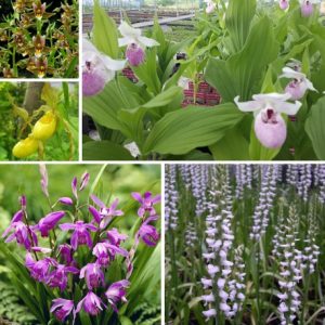 Alpha Collection – 6 Hardy Garden Orchids