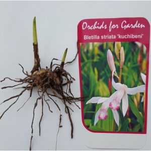 Bag of 3 bulbs - Bletilla striata kuchibeni