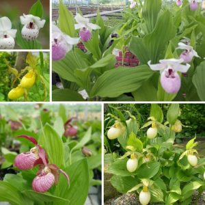 Beta Assortment - 6 Cypripedium Bletilla Epipactis and Spiranthes Orchids