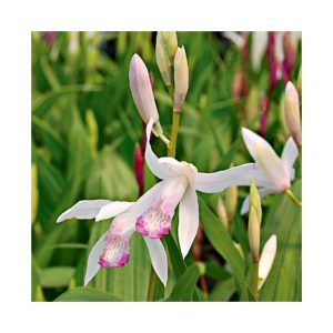 Bletilla striata Kuchibeni