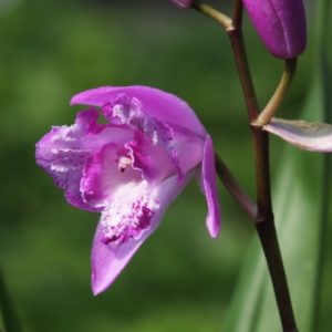 Bletilla striata Trilips