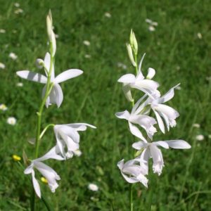 Bletilla striata alba - Duo Pack