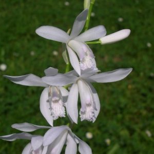 Bletilla striata alba