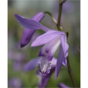 Bletilla striata blue