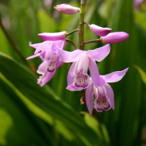 Bletilla striata pink