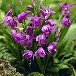 Bletilla striata purple - Duo Pack