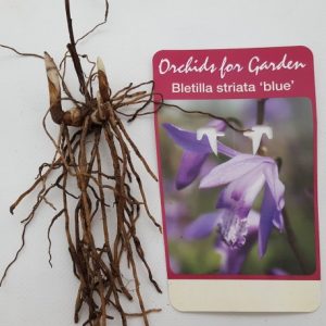 Bletilla striata soryu Blue Dragon - orchid blue hyacinth