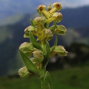 Coeloglossum viride - Frog Orchis