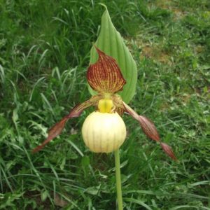 Cypripedium Inge