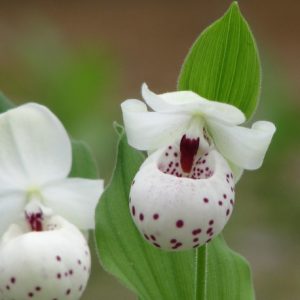 Cypripedium Ulla Silkens