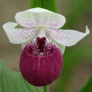 Cypripedium Vickys Delight