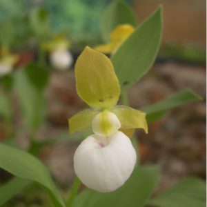 Cypripedium californicum
