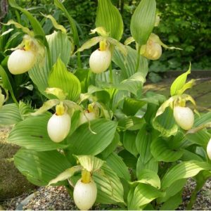 Cypripedium fasciolatum