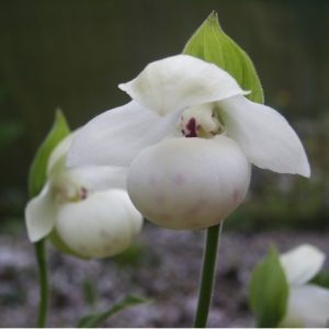 Cypripedium flavum alba