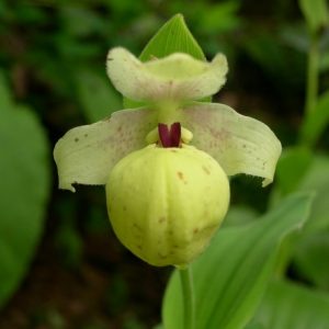 Cypripedium flavum