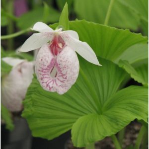 Cypripedium formosanum