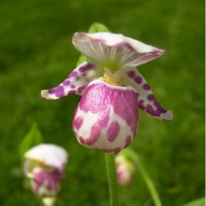 Cypripedium guttatum