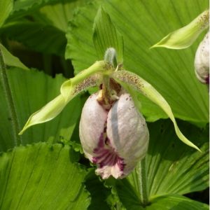 Cypripedium japonicum