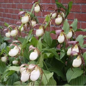 Cypripedium kentuckiense