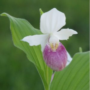 Cypripedium reginae - Duo Pack