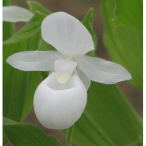 Cypripedium reginae alba - White Royal Slipper