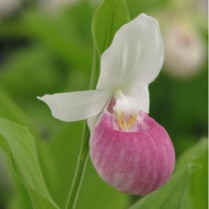 Cypripedium reginae
