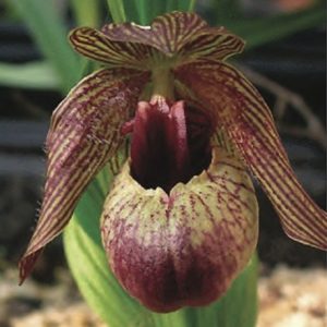Cypripedium smithii