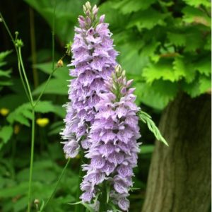 Dactylorhiza fuchsii - Fuchs Dactylorhiza