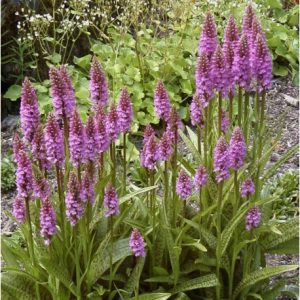 Dactylorhiza majalis - May Dactylorhiza