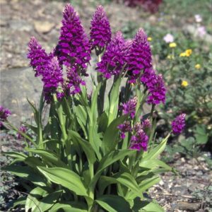 Dactylorhiza purpurella - Orchis purple