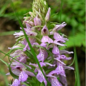 Dactylorhiza sphagnicola