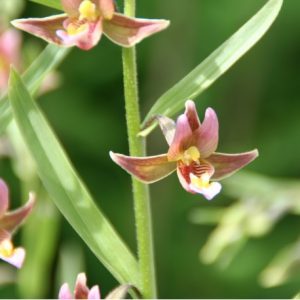 Epipactis Sabine