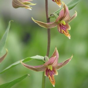 Epipactis gigantea - Giant Epipactis