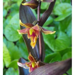 Epipactis gigantea Serpentine Night