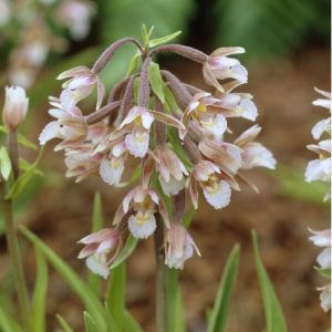 Epipactis palustris - Swamp Epipactis