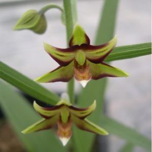 Epipactis veratrifolia - Veratres Leaves Epipactis