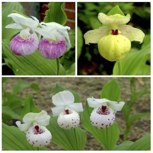 Family Pack Cypripedium Ulla Silkens