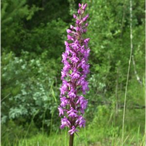 Gymnadenia conopsea