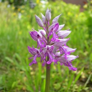 Orchis militaris - Military Orchis