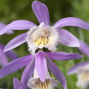 Pleione Rossini