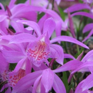 Pleione Tongariro - Duo Pack