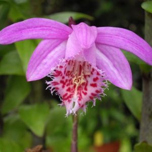 Pleione bulbocoids