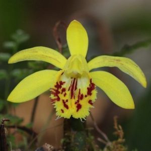 Pleione forestii