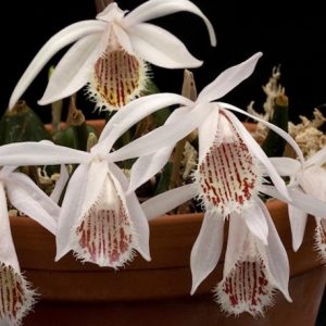Pleione humilis