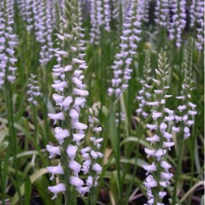 Spiranthes Chadds Ford - Duo Pack