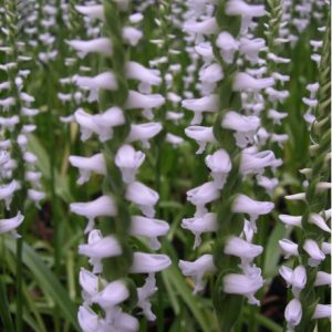 Spiranthes Chadds Ford