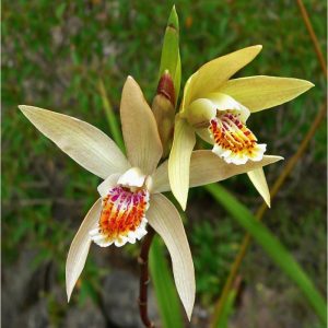 Bletilla Ochracea for Garden