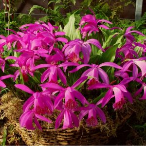 Pleione Tongariro ✿ Red-purple Garden Orchid ❀ Easy Garden